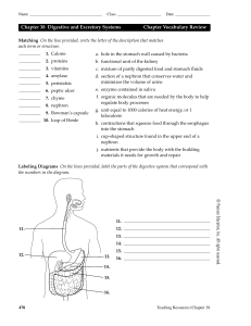 Chapter 38 Digestive and Excretory Systems Chapter Vocabulary