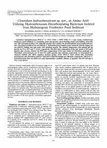 Clostridium hydroxybenzoicum sp. nov., an Amino Acid