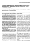 A Confocal Laser Microscopic Study of Enkephalin