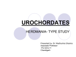 UROCHORDATES