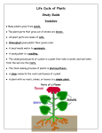 Life Cycle of Plants Study Guide
