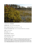Lindera melissifolia - Wildlife Resources Division