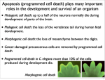 Apoptosis (programmed cell death) plays many important roles in