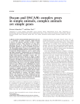 Dscam and DSCAM: complex genes in simple animals, complex