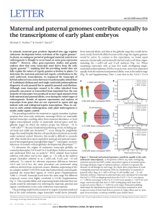 Maternal and paternal genomes contribute equally to the