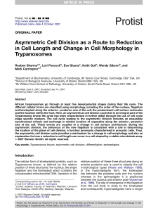 Asymmetric Cell Division as a Route to Reduction in Cell Length