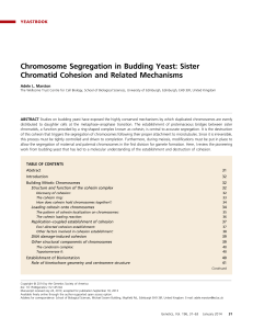Chromosome Segregation in Budding Yeast: Sister Chromatid