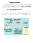 The Replication of Viruses (Answer Sheet)