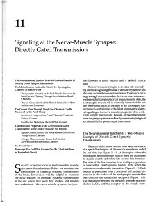 Signaling at the Nerve-Muscle Synapse: Directly Gated Transmission