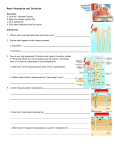 Endocrine System: Overview