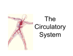 circulatory system notes