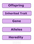 Offspring Gene Alleles Heredity