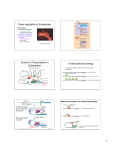Gene regulation in Eukaryotes Control of Transcription in