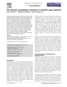 The dynamic cytoskeleton: backbone of dendritic spine plasticity