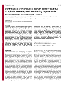 Contribution of microtubule growth polarity and flux to spindle