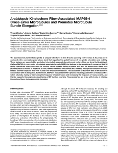 Arabidopsis Kinetochore Fiber-Associated MAP65-4