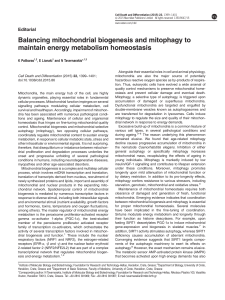 Balancing mitochondrial biogenesis and