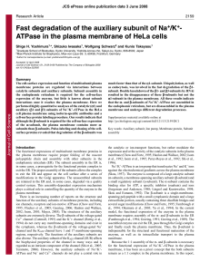 ATPase in the plasma membrane of HeLa cells