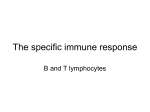 The specific immune response B and T cells