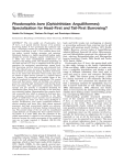 Pisodonophis boro (ophichthidae: anguilliformes): Specialization for
