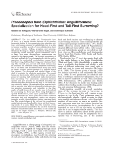 Pisodonophis boro (ophichthidae: anguilliformes): Specialization for