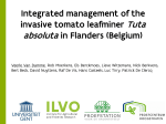 Integrated management of the invasive tomato leafminer Tuta