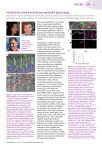 FEATURES PN 1 Nucleotide release and airway epithelial physiology