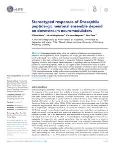 Stereotyped responses of Drosophila peptidergic neuronal