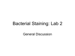 Bacterial Staining