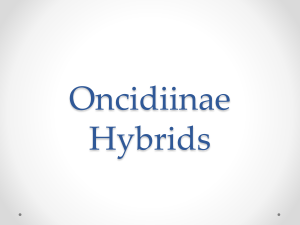 Oncidiinae Hybrids