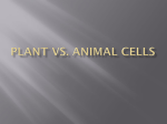 Plant vs. Animal Cells ppt
