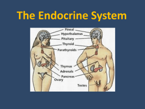 Nerve activates contraction