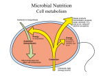 Microbial nutrition