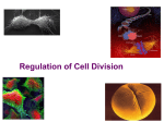 Chapter 12. Regulation of the Cell Cycle