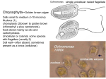 Chrysophyta--Golden brown algae Cells small