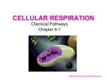 Cellular respiration 1