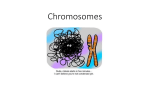 Cell cycle and Mitosis