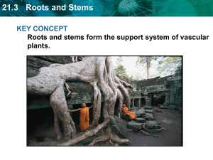 21.3 Roots and Stems