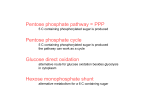 Pentose phosphate pathway = PPP Pentose phosphate cycle