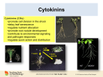 Synthesis CK Transport Perception (receptor)