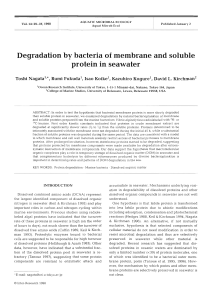 Degradation by bacteria of membrane and soluble protein in seawater