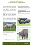 Biosecurity in Dairy and Beef Cattle