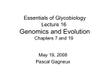 Questions for Lecture 16 Genomics and Evolution
