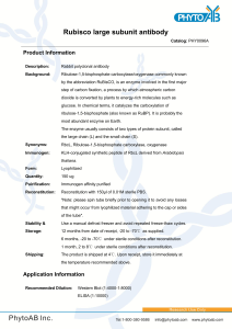 Rubisco large subunit antibody