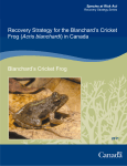 Blanchard`s Cricket Frog (Acris blanchardi)