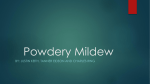 Powdery Mildew