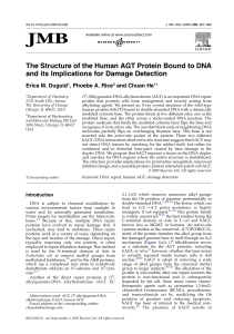 The Structure of the Human AGT Protein Bound to DNA