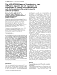 The ANGUSTIFOLIA gene of Arabidopsis, a