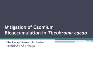 Mitigation of Cadmium Bioaccumulation in Theobroma cacao L.
