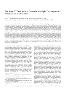 The Rop GTPase Switch Controls Multiple Developmental